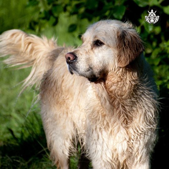 Zlatan Mâle Golden retriever