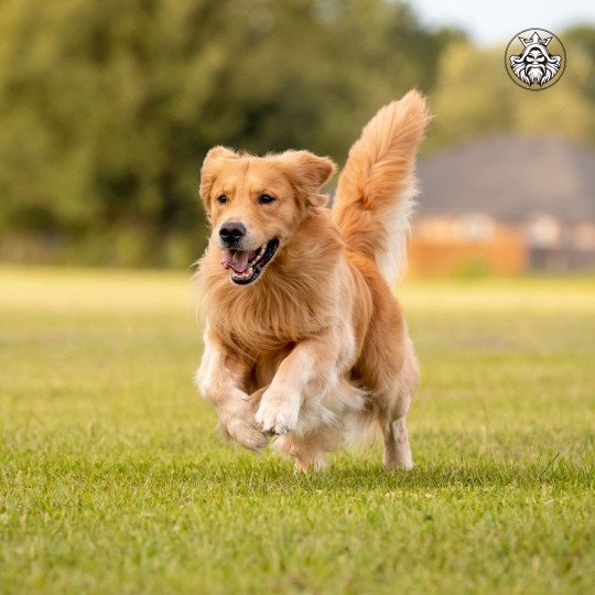 Zora Femelle Golden retriever