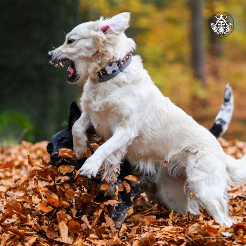 Ella Femelle Golden retriever