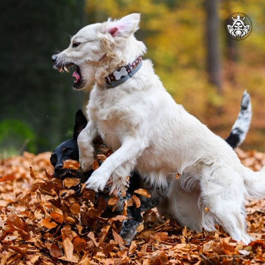 Ella Femelle Golden retriever
