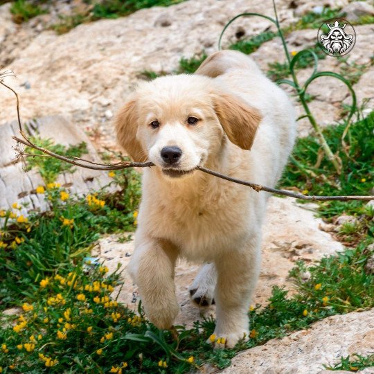 Elric Mâle Golden retriever