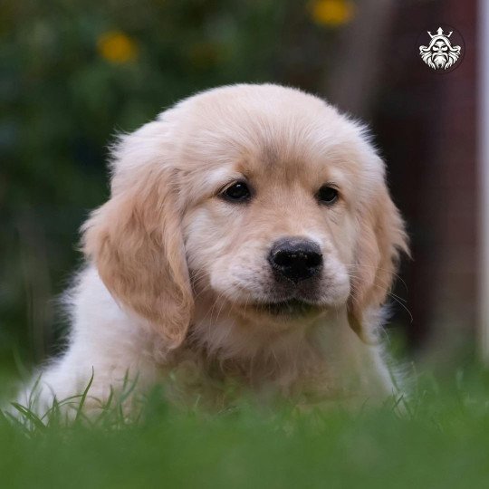 Eltonio Mâle Golden retriever
